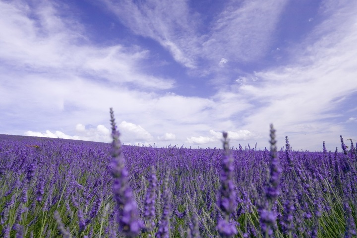 PurpleLavender——法國洗護(hù)品牌，加盟開啟甜蜜事業(yè)